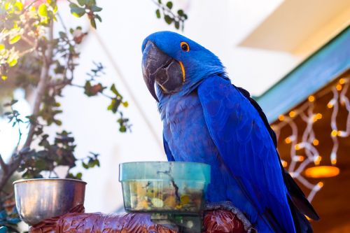 parrot animal bird