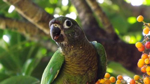 parrot nature bird