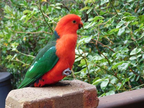 parrot king-parrot australia