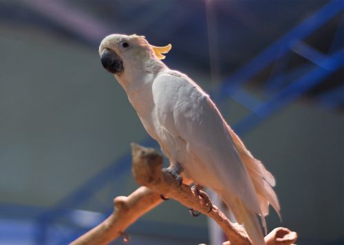 parrot cockatoo bird