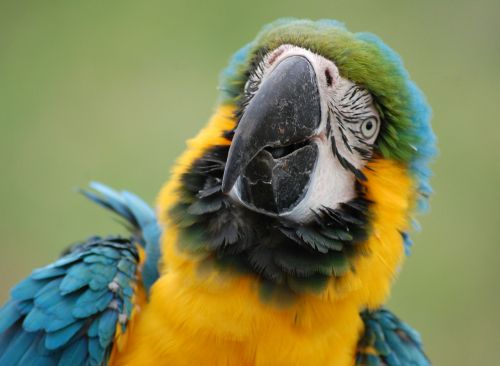 parrot bird feathered
