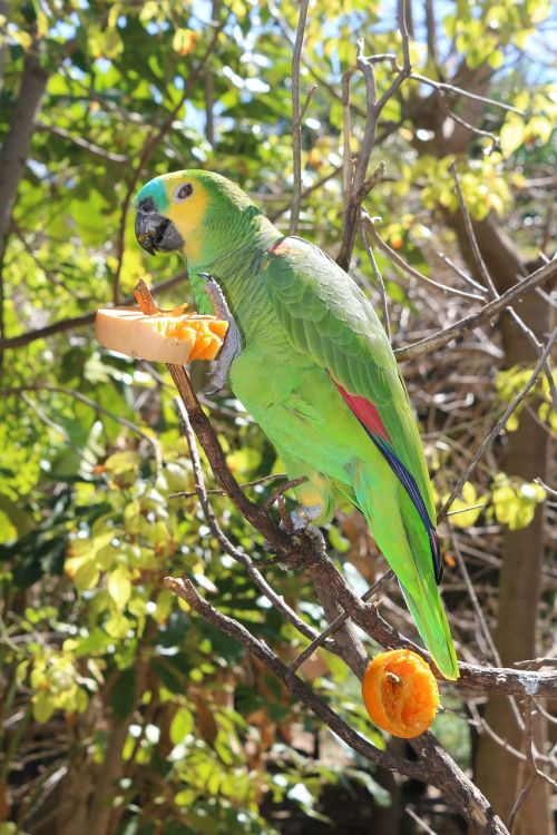 parrot bird tropical bird