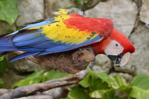 parrot ara colorful