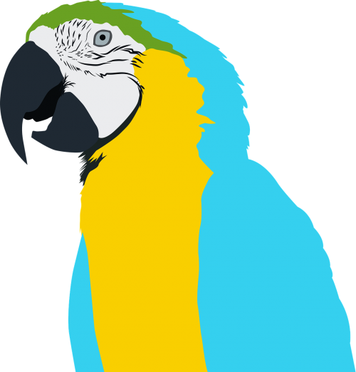 parrot ave bird