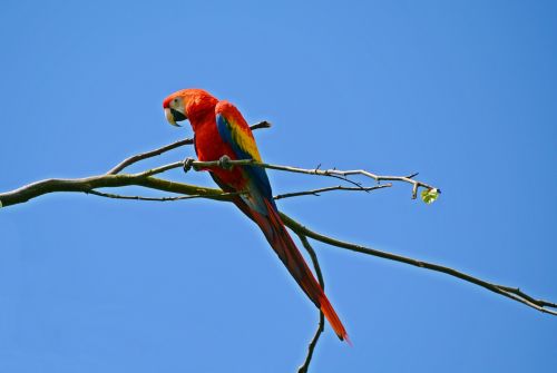 parrot ara bird