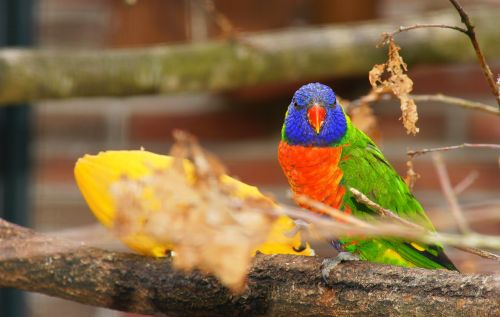 parrot colorful bird