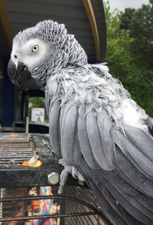parrot grey bird