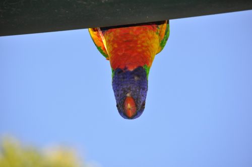 parrot australia nature