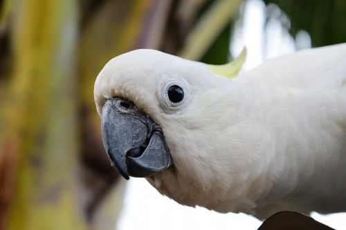 parrot animal natural
