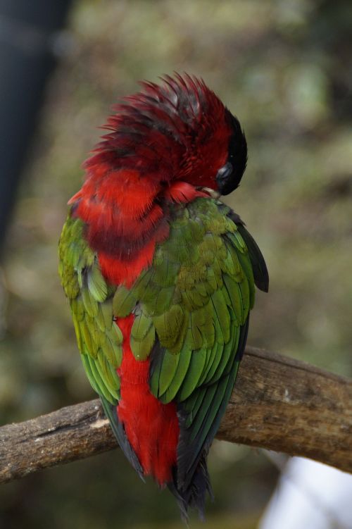 parrot plumage sleep