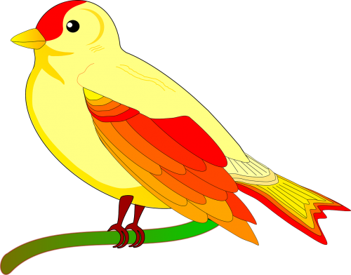 parrot bird exotic
