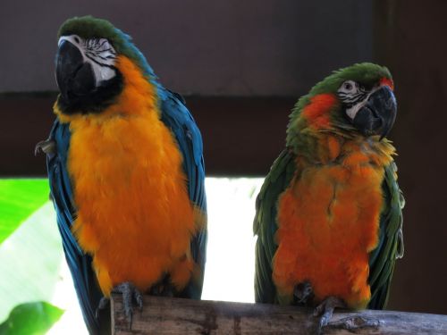 parrot double love