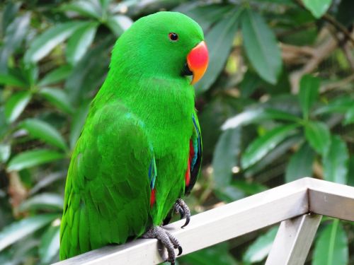 parrot bird beautiful bird