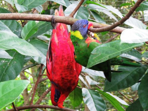 parrot love birds beautiful bird