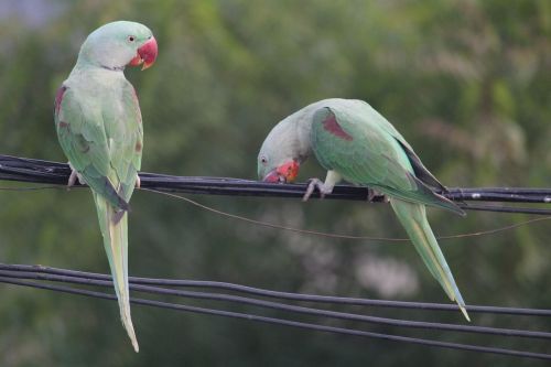 parrot parakeet indian ringneck