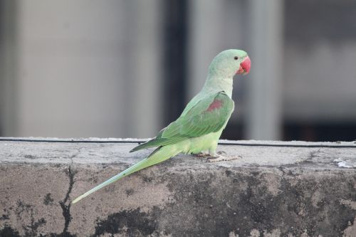 parrot parakeet bird