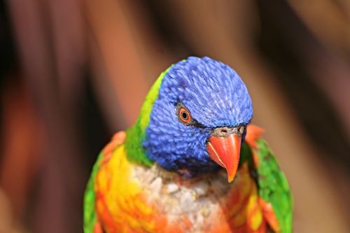 parrot lorikeet trichoglossus rainbow