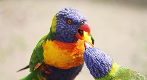 parrot lorikeet trichoglossus rainbow