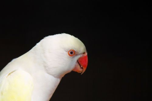 parrot white bird