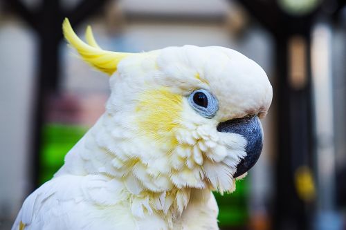 parrot cockatoo bird