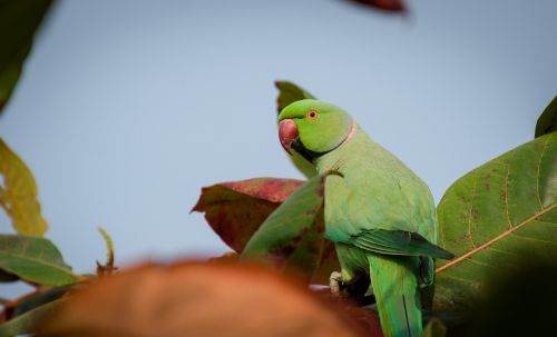 parrot bird nature