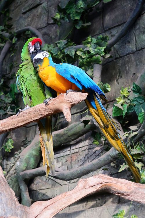 parrot parrots a flock of