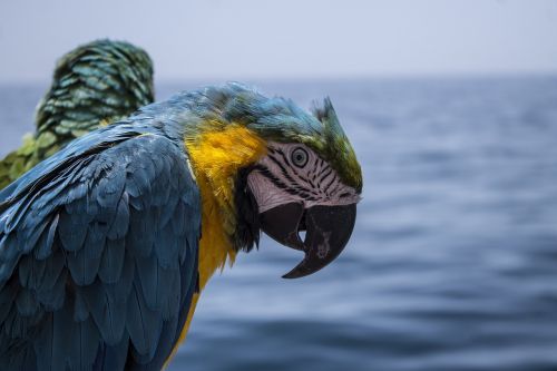 parrot pirate treasure