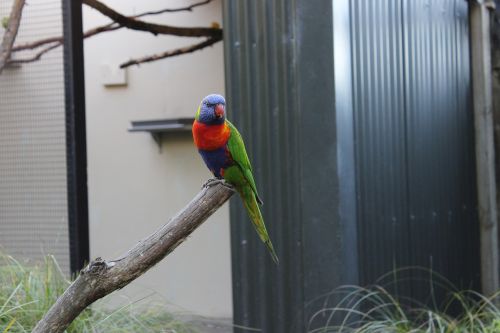 parrot bird branch