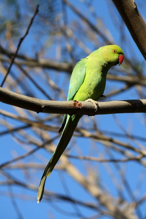 parrot green birds