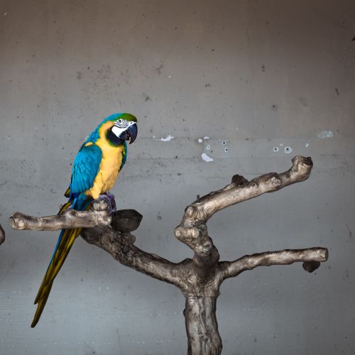 parrot ara bird