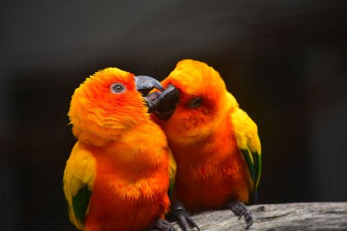 parrot kissing bird