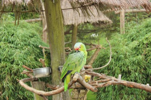 parrot bird park detmold