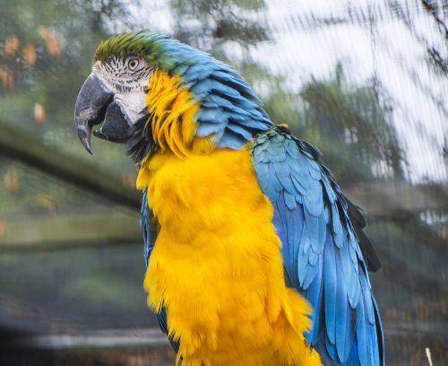 parrot animal yellow