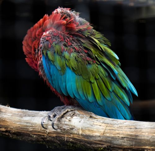 parrot animal red