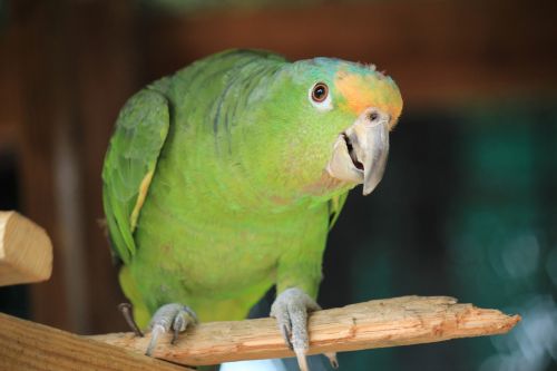 parrot parrot yellow head green
