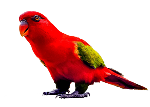 parrot standing red