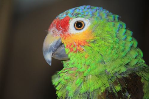 parrot ara birds