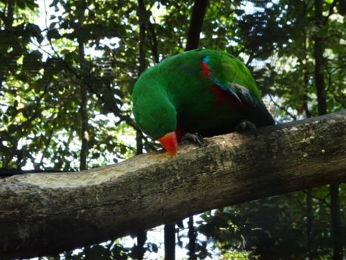 parrot green colorful