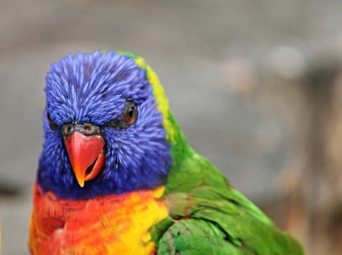 parrot lorikeet trichoglossus rainbow