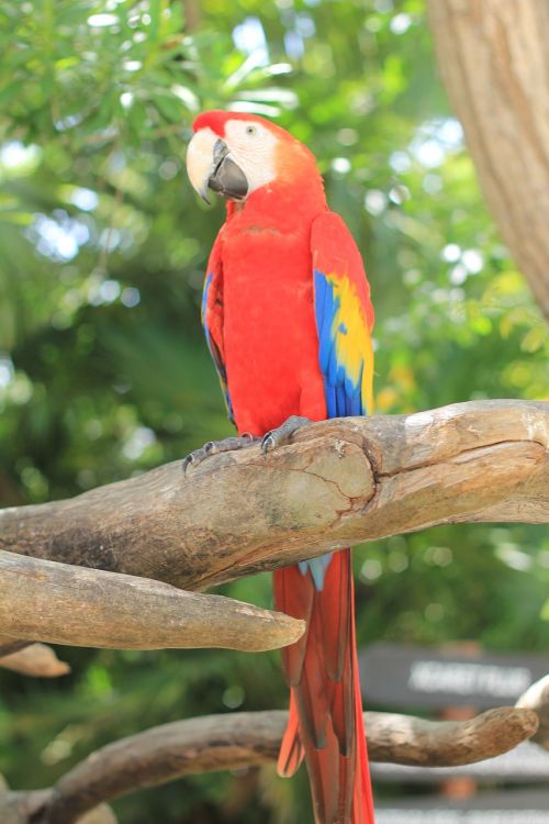 parrot scarlet macaw ave