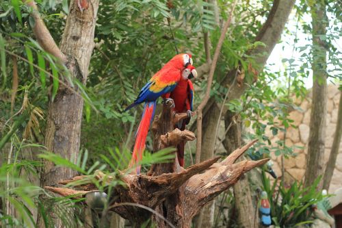 parrot scarlet macaw ave