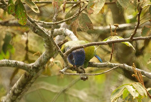 parrot ave bird