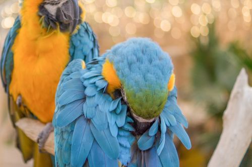 parrot blue tropical