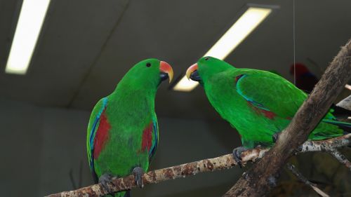 parrot birds green