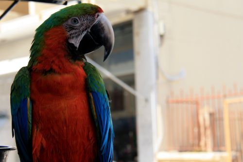 parrot color animal