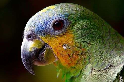 parrot amazon animals
