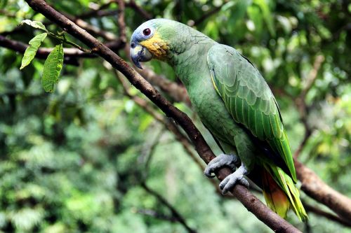 parrot bird amazon