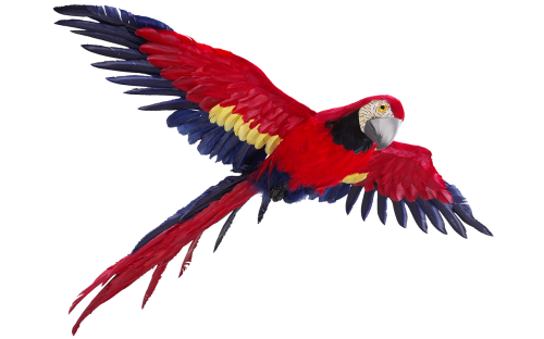 parrot isolated flight