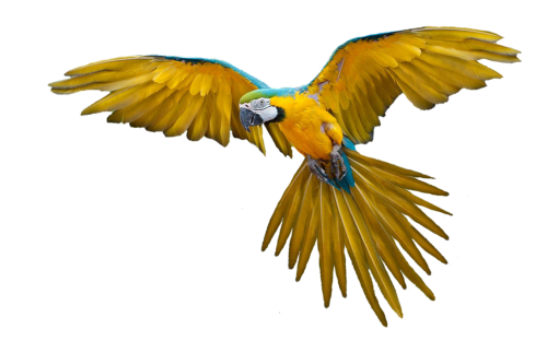 parrot isolated flight