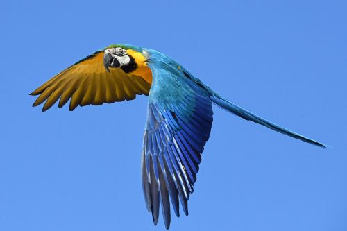 parrot blue macaw fly